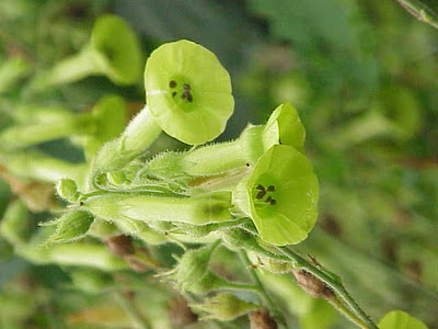 Nicotiana Alata